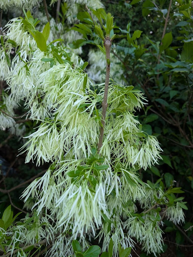 Chionanthus virginicus 'White Knight'