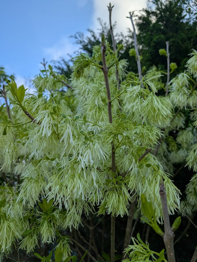 Chionanthus virginicus 'White Knight'
