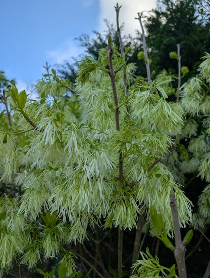 Chionanthus virginicus 'White Knight'