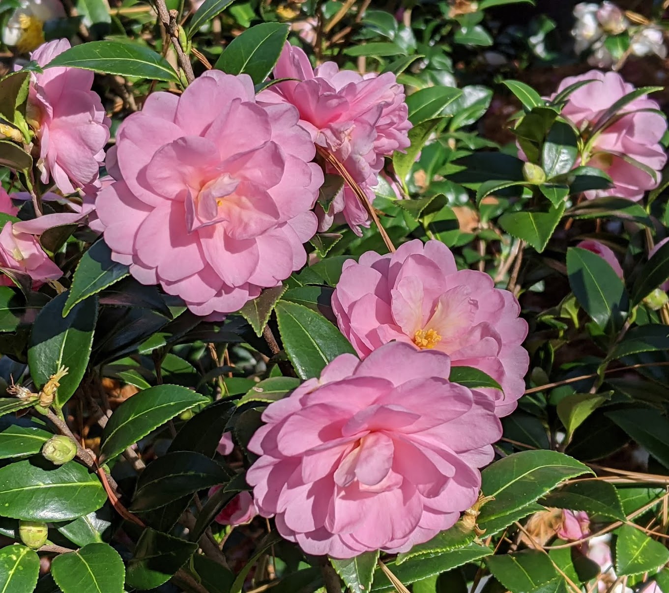 Camellia sasanqua 'Fall Fantasy'