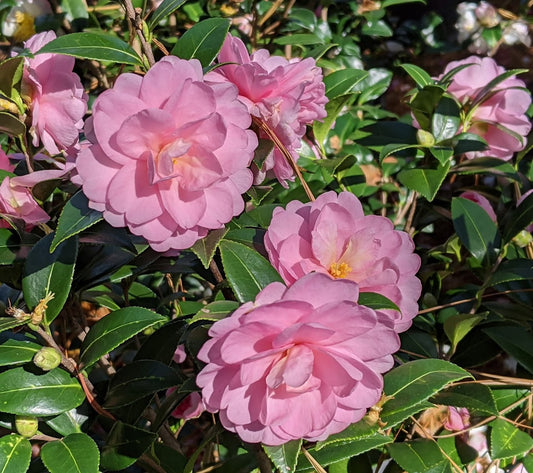 Camellia sasanqua 'Fall Fantasy'
