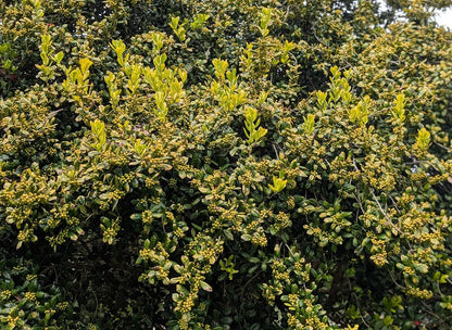 Ilex cornuta 'Sunrise' RARE