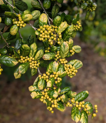 Ilex cornuta 'Sunrise' RARE
