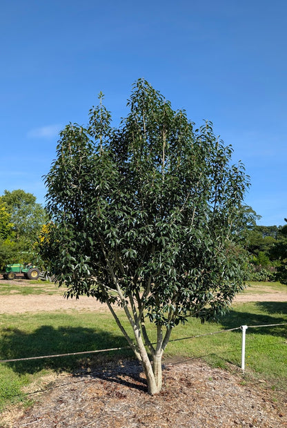 Ilex purpurea 'Cherry Ice'