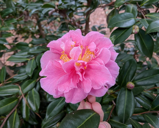 Camellia x vernalis 'Egao Corkscrew'