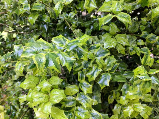 Ilex x 'Sadie Scudder'