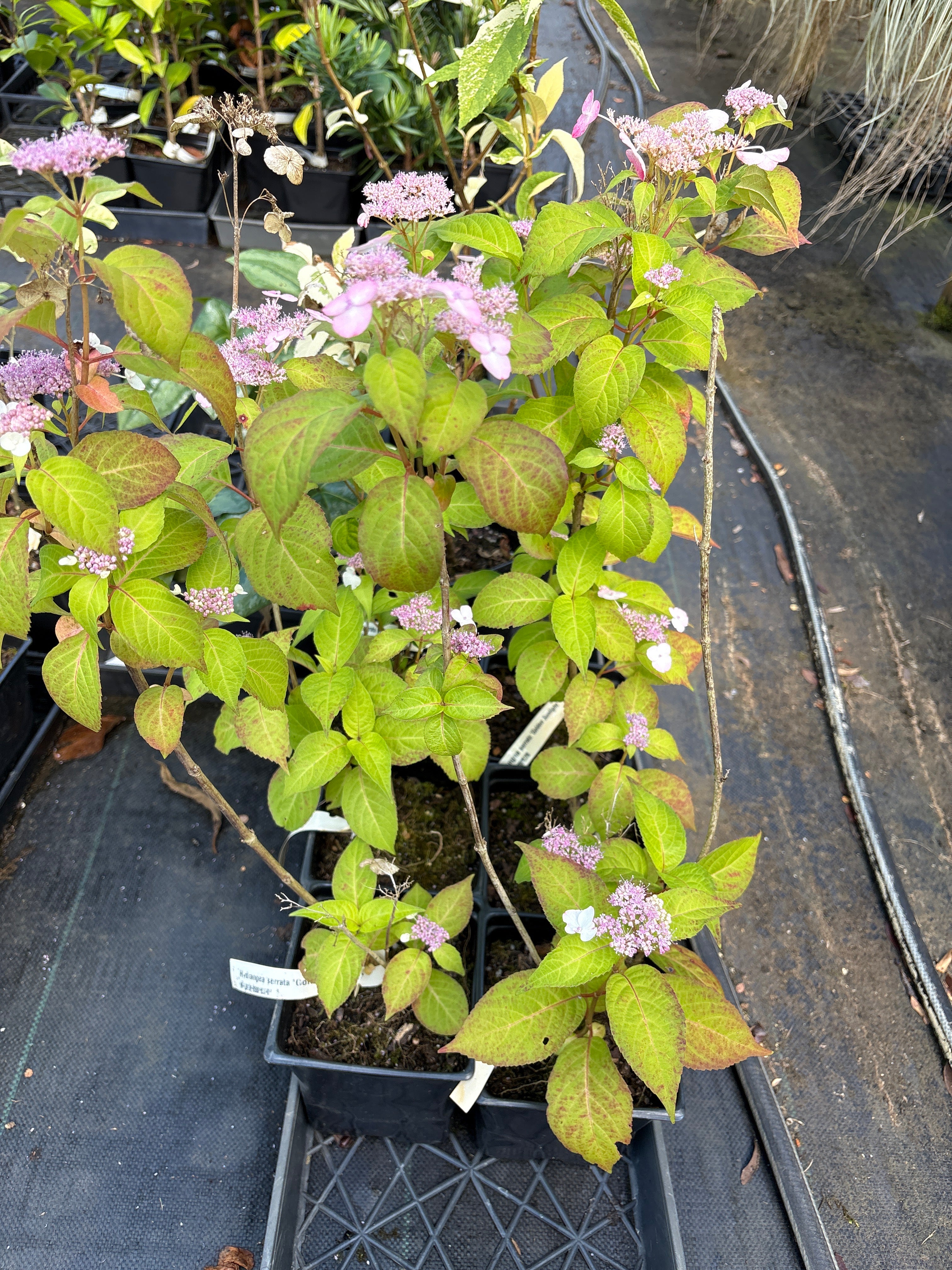Hydrangeas & Friends – Garden Treasures Nursery