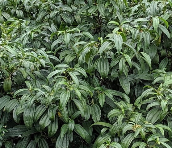 Viburnum cinnamomifolium