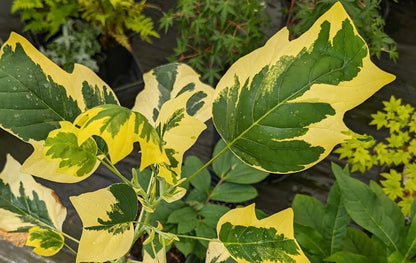 Liriodendron tulipifera 'Snowbird' RARE!!!