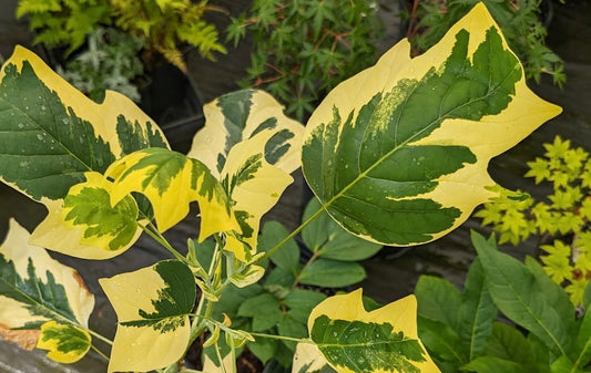 Liriodendron tulipifera 'Snowbird' RARE!!!