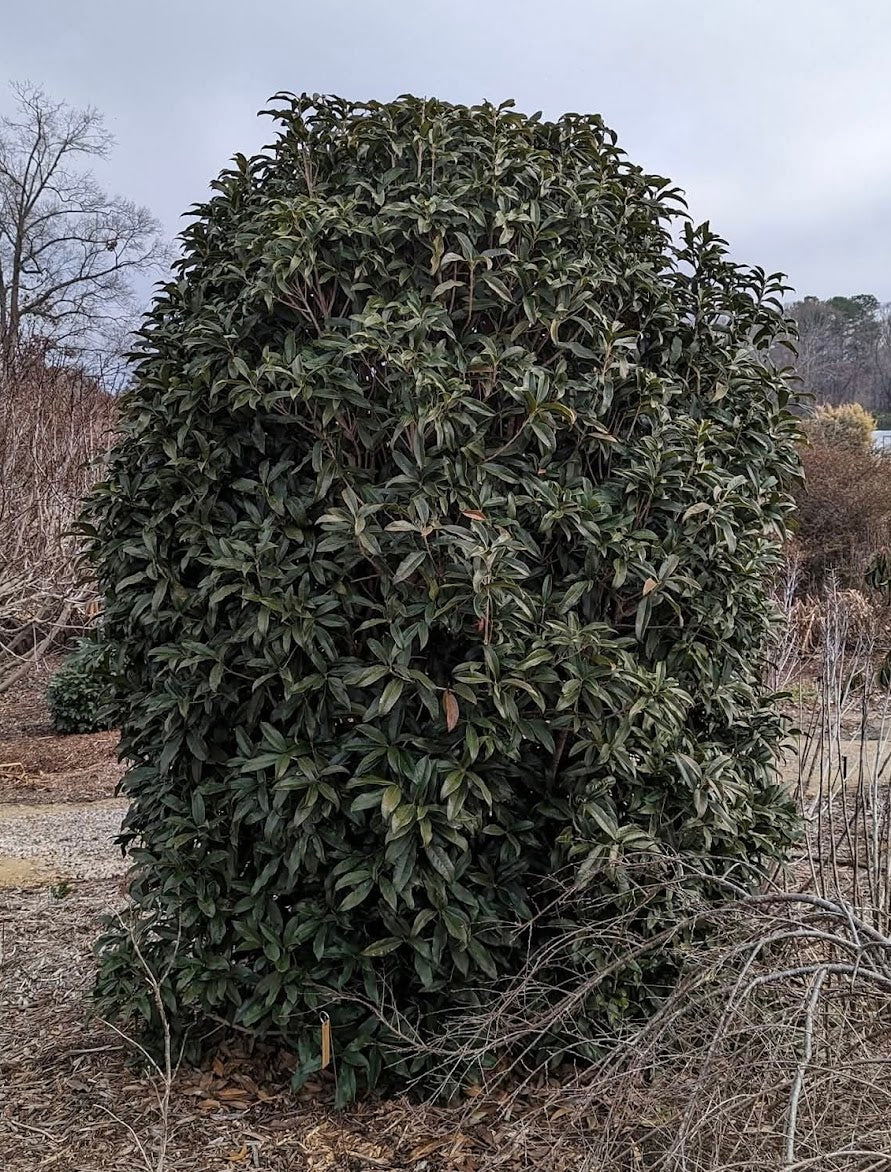 Osmanthus fragrans 'Beni Kin Mokusei