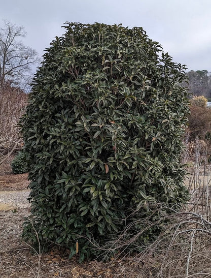 Osmanthus fragrans 'Beni Kin Mokusei
