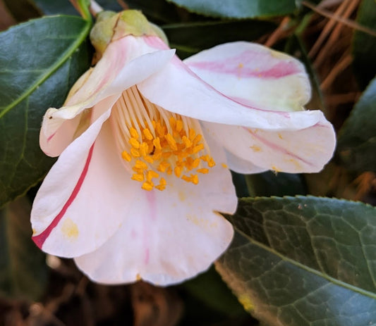 Camellia japonica 'Yuri Shibori'