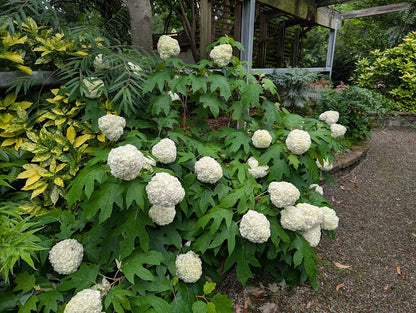 Hydrangea quercifolia 'Turkey Heaven'