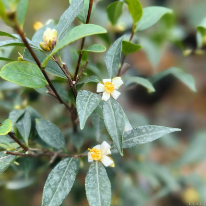 Camellia fluviatilis
