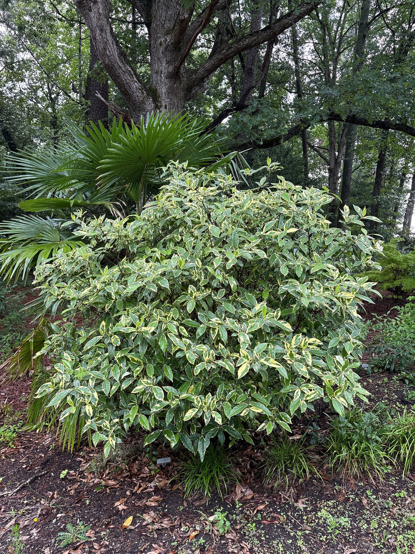 Gardenia augusta 'Variegata'