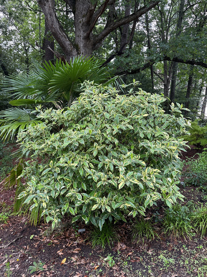 Gardenia augusta 'Variegata'