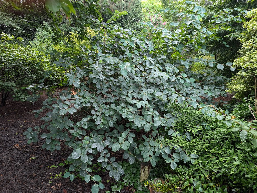 Fothergilla x intermedia 'Blue Shadow'
