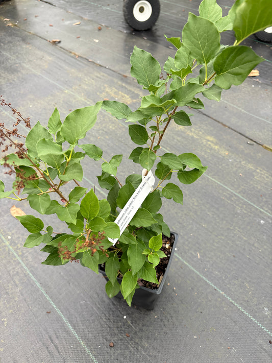 Syringa pubescens subsp. patula  'Miss Kim'