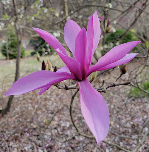 Magnolia x 'Betty'