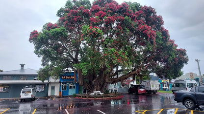 Metrosideros excelsa