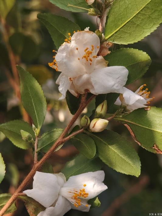 Camellia handelii