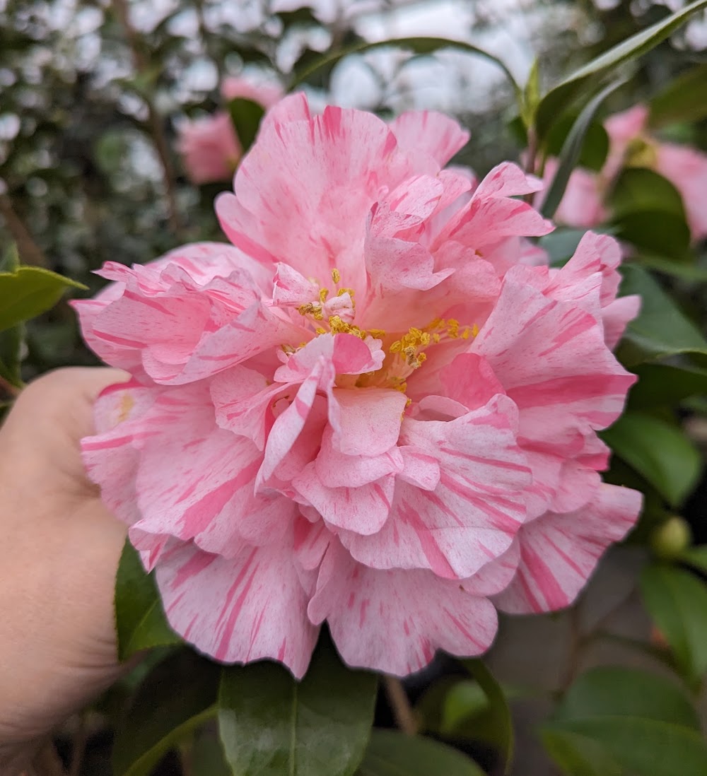 Camellia japonica 'Maria Manuela' – Garden Treasures Nursery