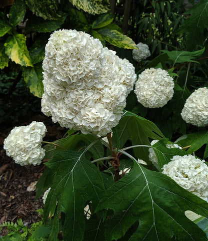 Hydrangea quercifolia 'Turkey Heaven'