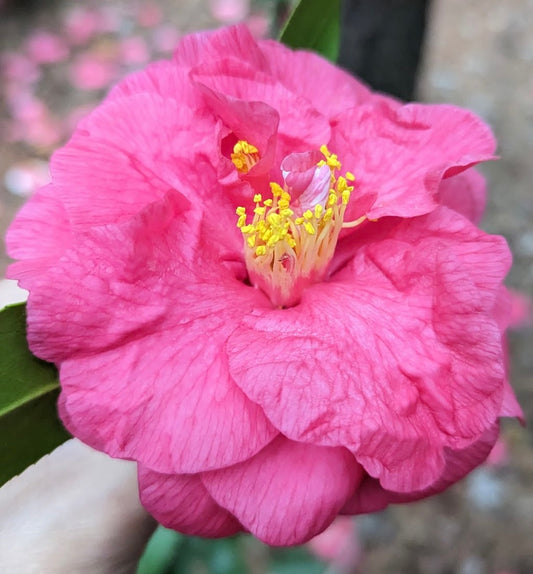 Camellia japonical 'Maryland' RARE