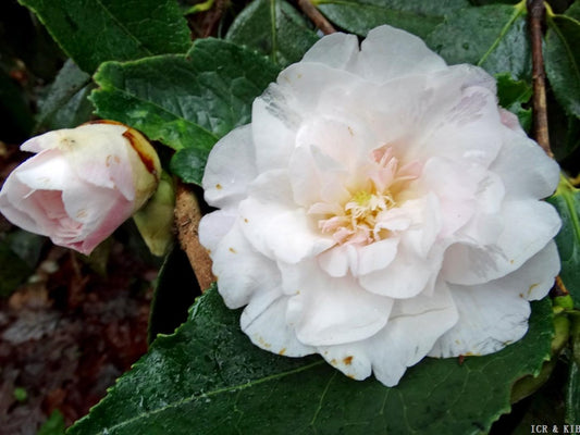 Camellia x 'Moonrise'