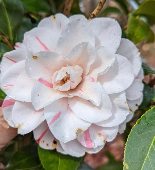 Camellia japonica 'Thieve's Delight'  RARE!