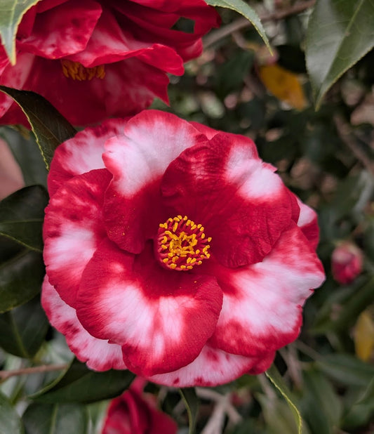 Camellia japonica 'Royal Velvet Variegated'