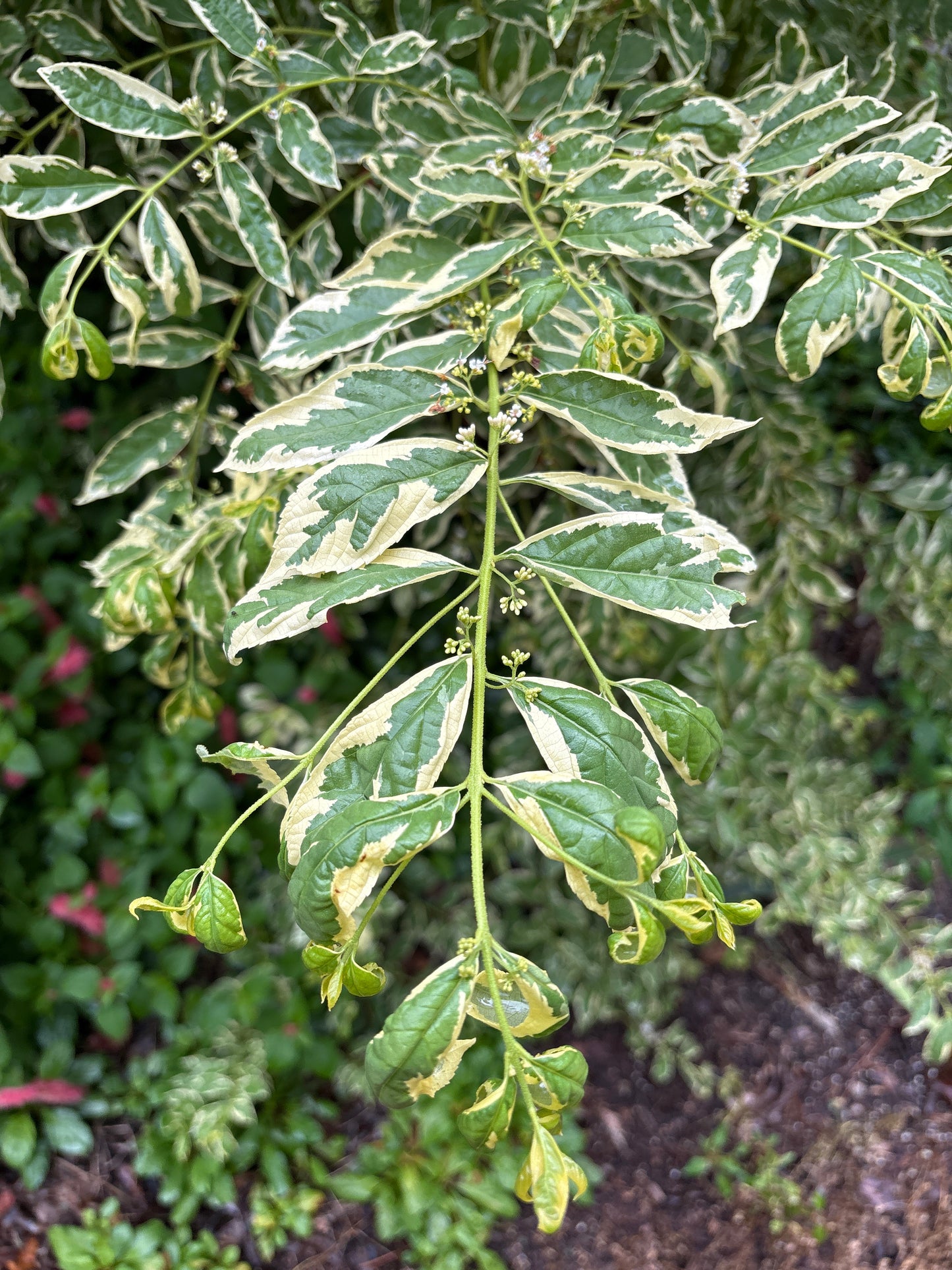 Callicarpa dichotoma 'Duet'
