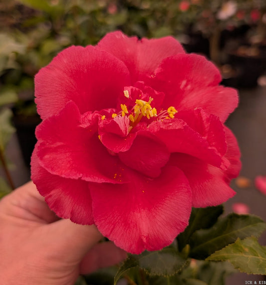 Camellia japonica 'Dawson Curley Leaf'