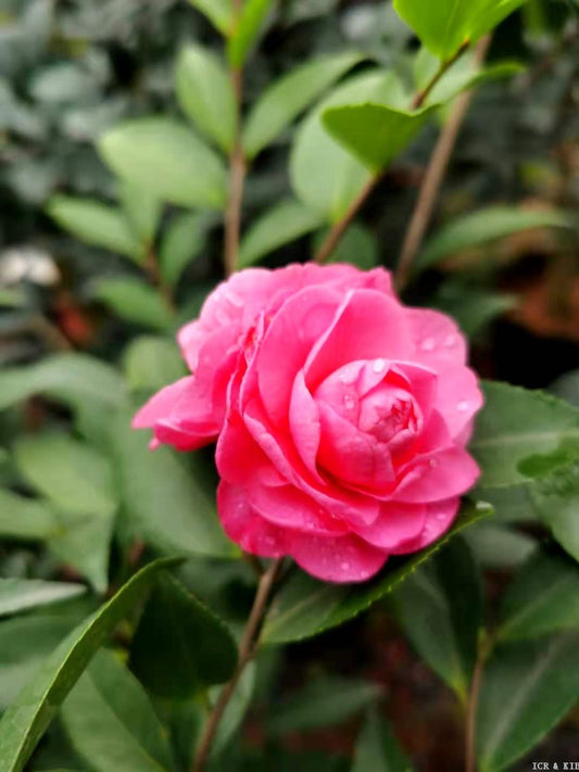 Camellia x 'Fragrant Joy'