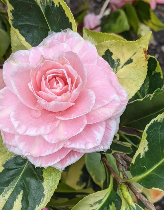 Camellia japonica 'Geoff Hamilton'