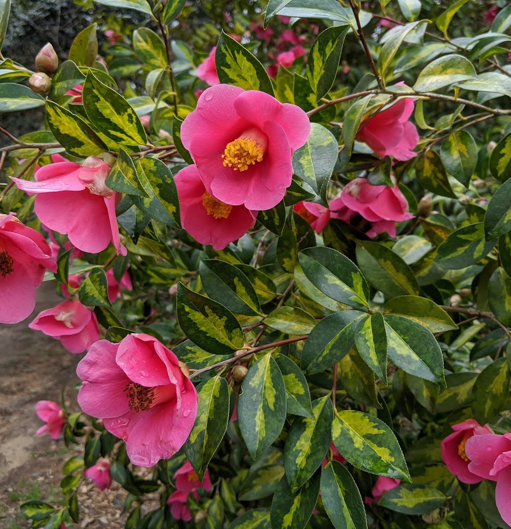 Camellia x 'Golden Spangles'