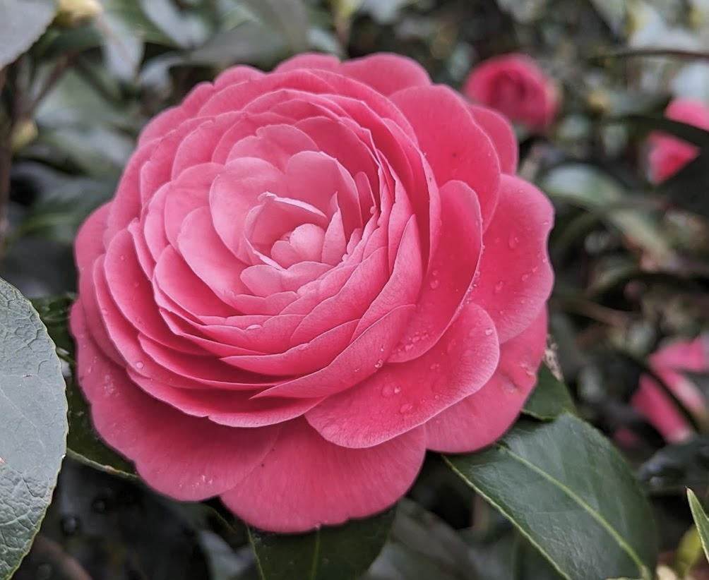 Camellia japonica 'Jack's'