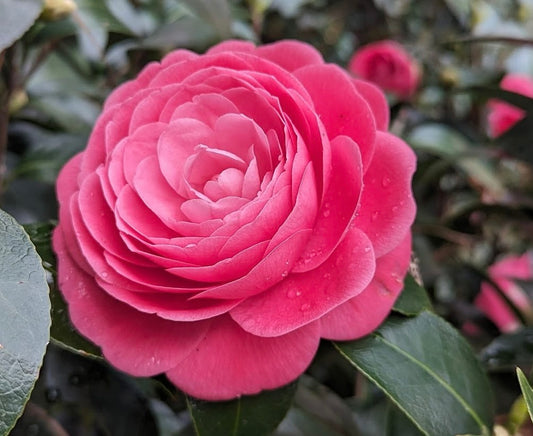 Camellia japonica 'Jack's'