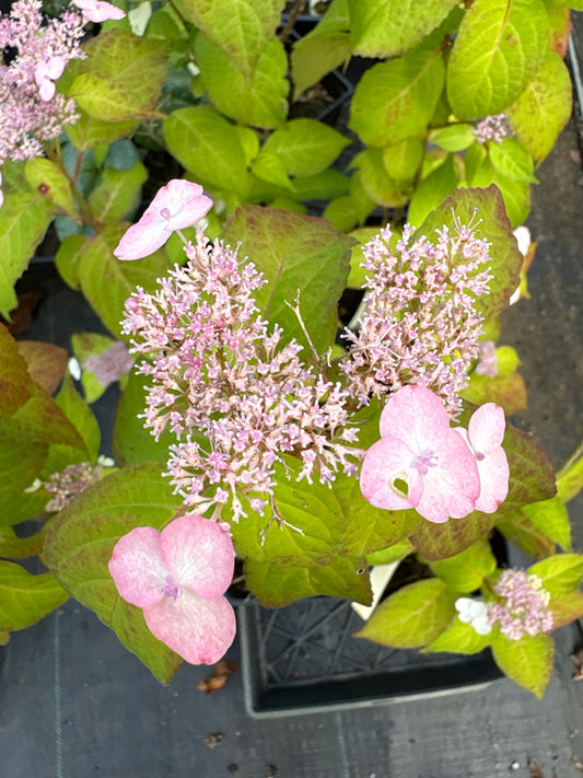 Hydrangea serrata 'Golden Sunlight'