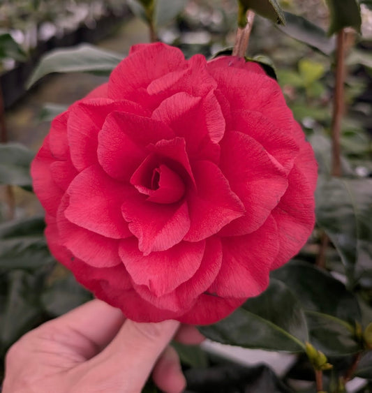 Camellia japonica 'Volgothstar'