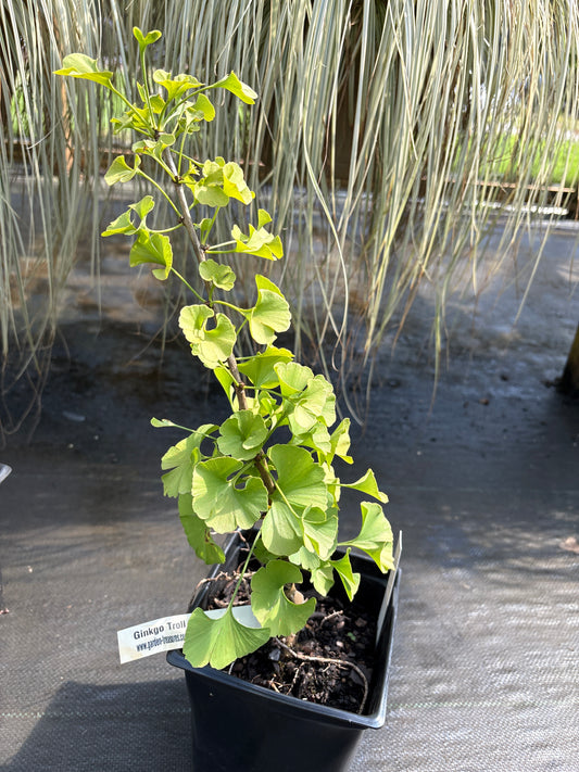 Ginkgo biloba 'Troll'