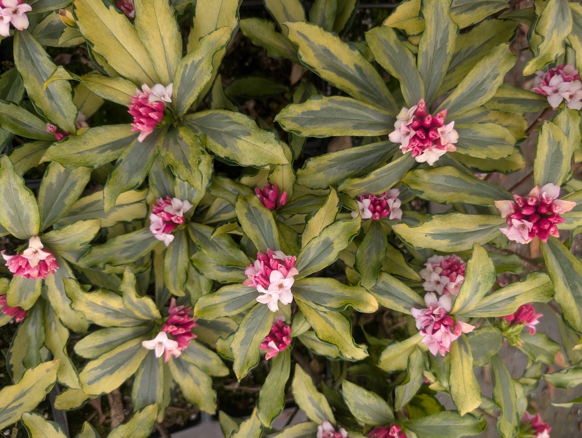 Daphne odora 'Nakafu' RARE! – Garden Treasures Nursery