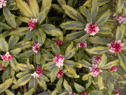Daphne odora 'Nakafu' RARE!