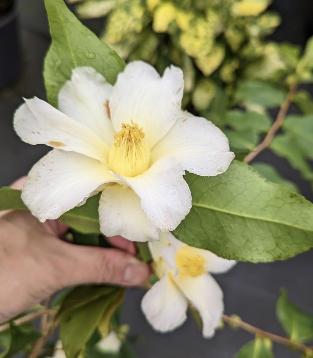 Camellia x "Weeping Yellow"  EXCLUSIVE NEW RELEASE - RARE!!!