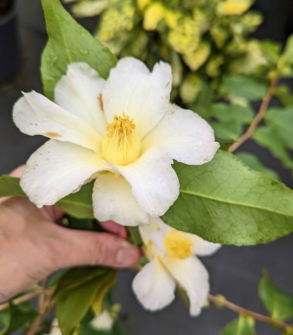 Camellia x 'Weeping Yellow'  EXCLUSIVE NEW RELEASE - RARE!!!