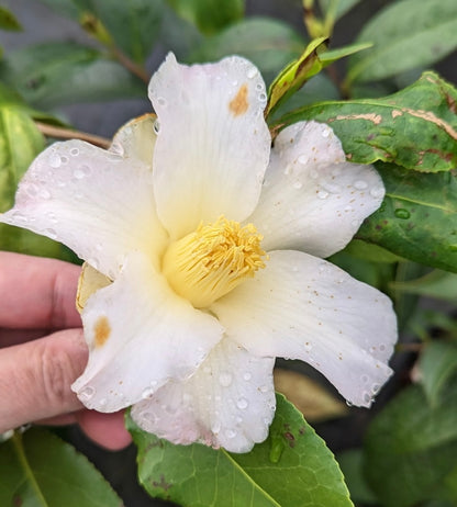 Camellia x 'Weeping Yellow'  EXCLUSIVE NEW RELEASE - RARE!!!