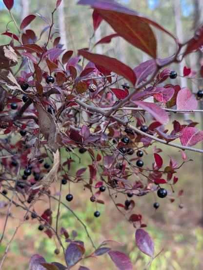 Vaccinium arboreum Farkleberry