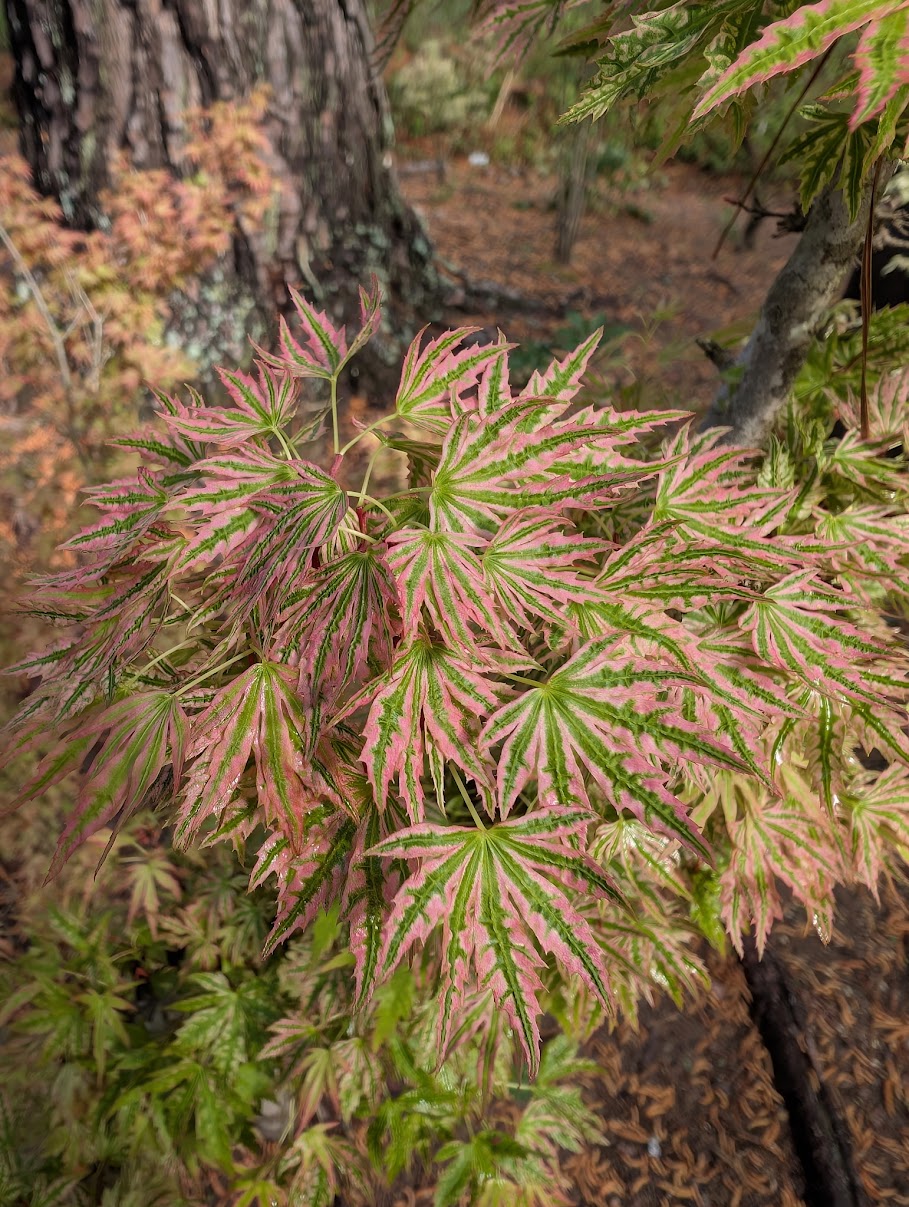 Acer palmatum 'Abigail Rose' Dwarf Variegated Japanese Maple