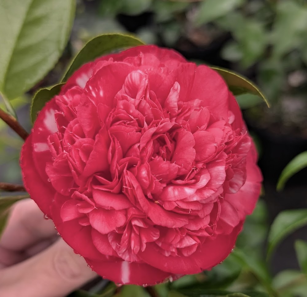 Camellia japonica 'Pretty Peggy'